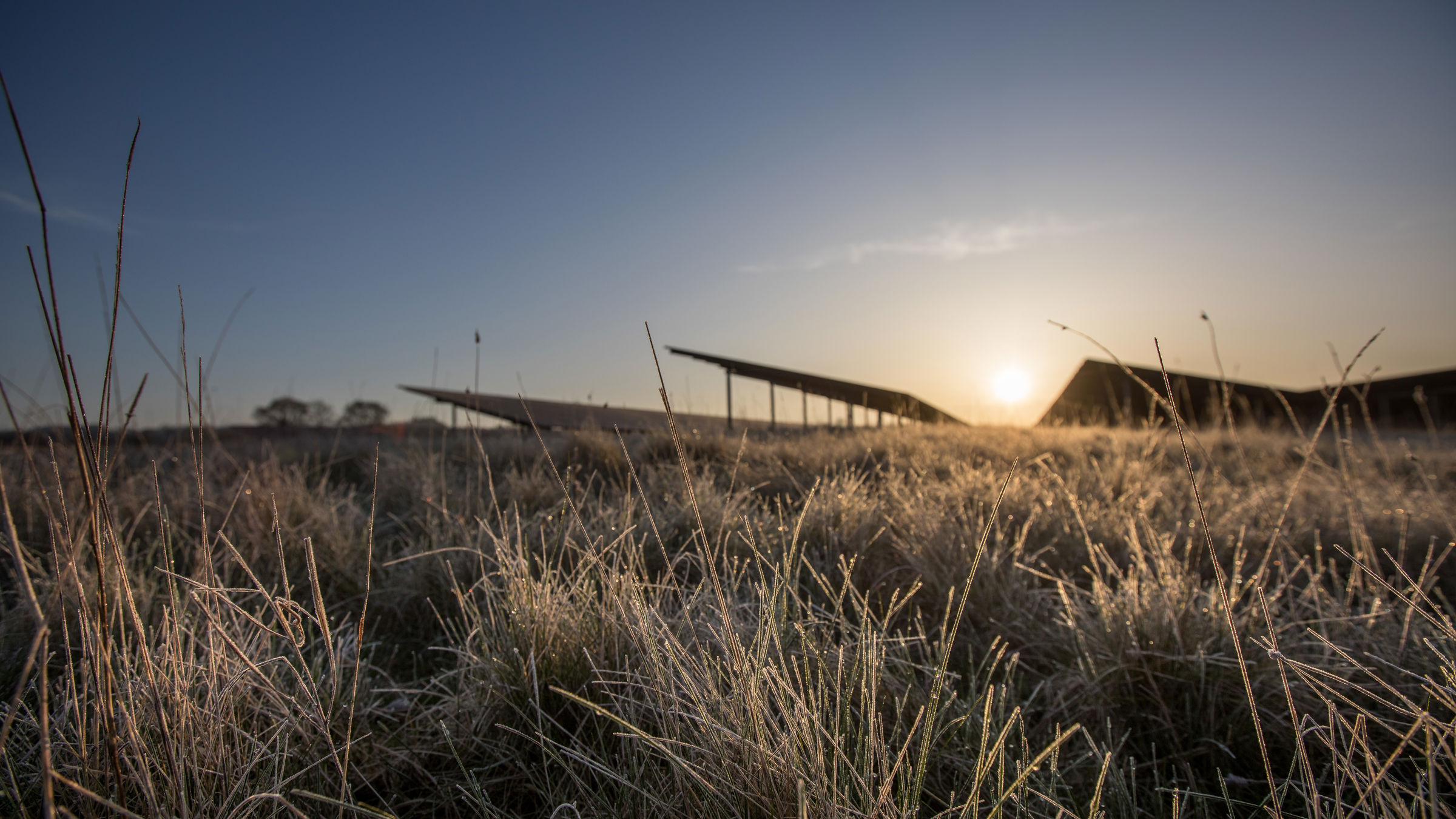 Solar panels with wildflowers